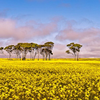 Canola fields