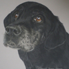 Cluney Labrador x Bassett hound