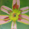Orange Lily