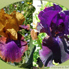 Monet's Iris