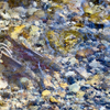 Trout spawn