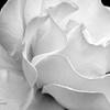 White rose