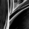 Abstract succulents 
