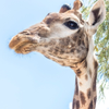 Giraffe Portrait