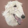 Borzoi 