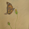BUTTERFLY  COLORED PENCIL