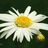Summer Daisy