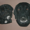Coco a Tibetan Terrier and Bolly a Labrador