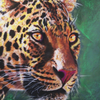 Jaguar by Mandy Thomas