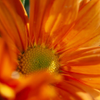 The bloomin 2 copy