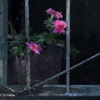 at dusk