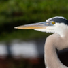 Close up, Great Blue Heron