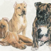 American Staffordshire Terrier