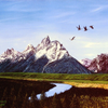 Landscapes - Seascapes - Wildlife