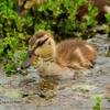 Mallard