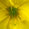 Summer Lily