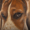 Dog eyes