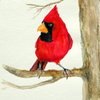 Cardinal
