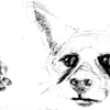 Kids Book Fox Sketches