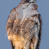 Red Tail Hawk at Ferry point - May 3 2024