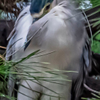 Night Heron - September 18 2024