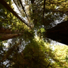 Redwood Canopy