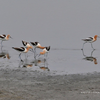American Avocets