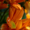the bloomin