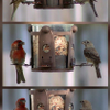 Hungry birds