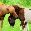 Icelandic Ponies - 4 