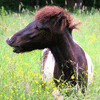 Grazing Horse - 0162