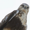 rough legged hawk 