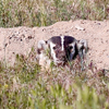 Morning Badger :)