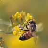 let's make honey, Honey. :)