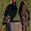 Nikon 6087 - Turkey Vultures - June 26  2025
