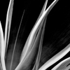 Lines, Shadow and Light