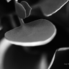 Light & Curves