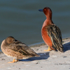 Cinnamon Teals