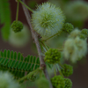 Mesquite blossom 1