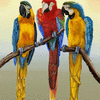 Macaws Hanging Out