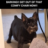 Little Boss