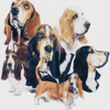 Basset Hound 