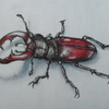 Stag Beetle