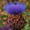 California Artichoke - DSC0341