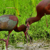 White faced Ibis 