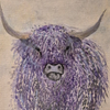 Highland cow, 'Carrick'