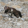 Mister Mink 