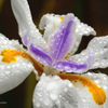 Iris in the rain