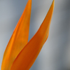 Bird of Paradise 