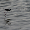 Black necked Stilt 